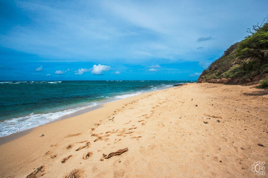 Dog Friendly Activities Oahu Dog Friendly Activities Oahu