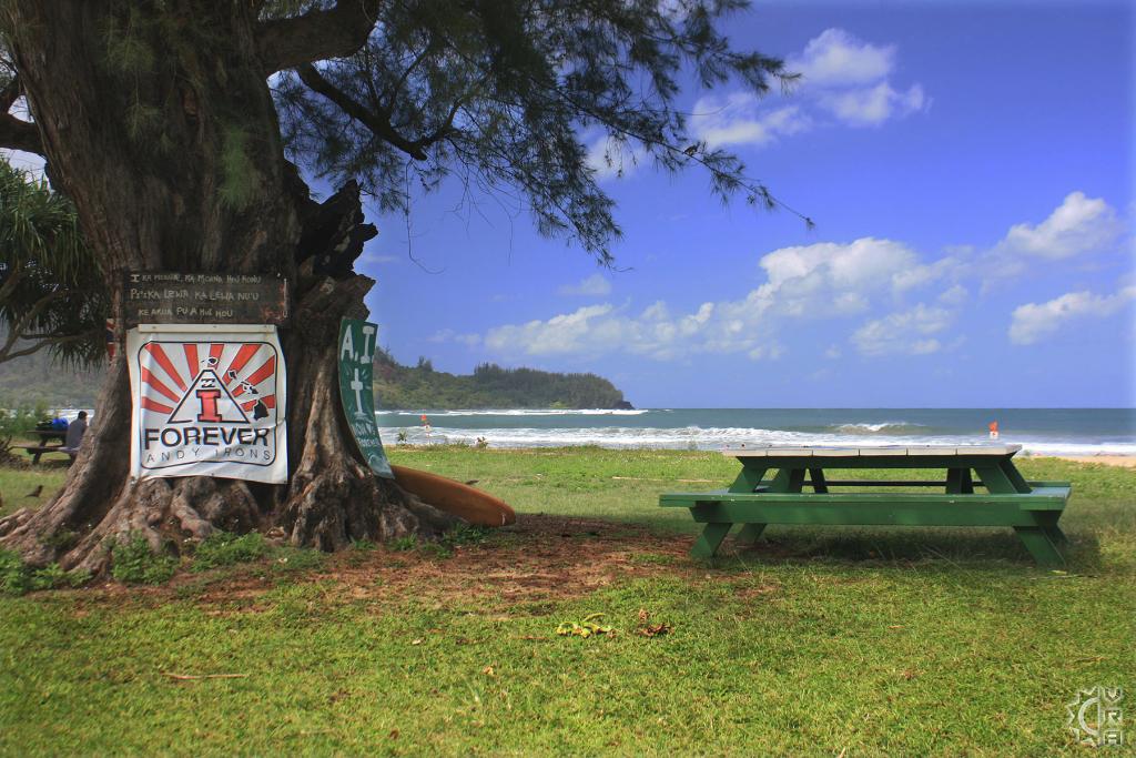Pine Trees aka Waioli County Beach Park in Hanalei, Kauai, Hawaii