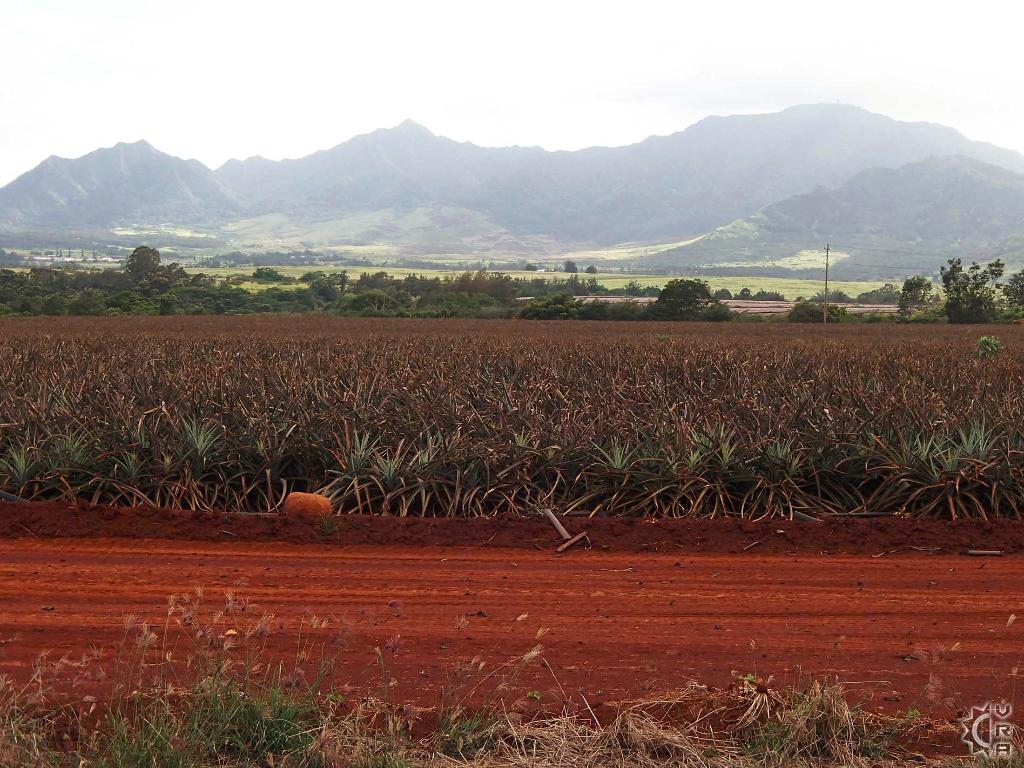 Dole Pineapple Plantation in North Shore, Oahu, Hawaii Hawaiian Beach Rentals