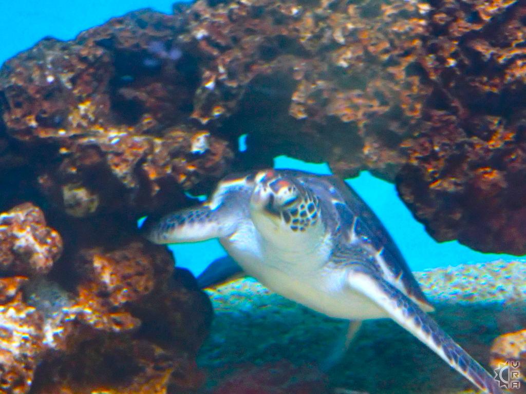 Waikiki Aquarium in Waikiki, Oahu, Hawaii Hawaiian Beach Rentals