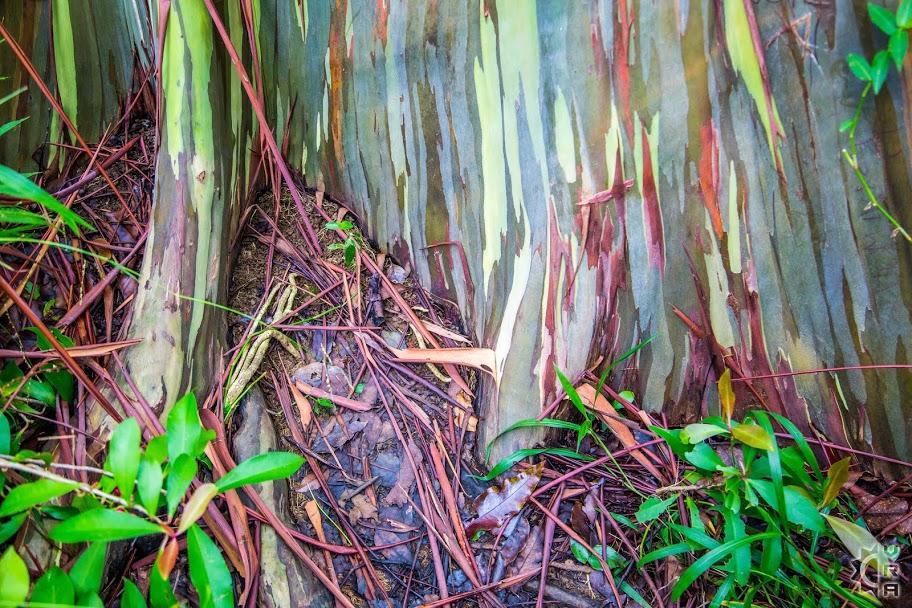 Painted Forest Rainbow Eucalyptus Trees in Hana, Maui, Hawaii